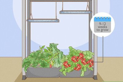 AeroGarden Tomatoes: Your Complete Guide to Planting, Pruning, and Harvesting