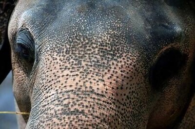 With Songs And Sedation, Experts Aim To Rescue Kaavan The Islamabad Elephant