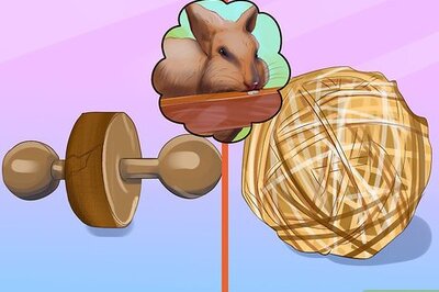 How to Choose Toys for Your Rabbit