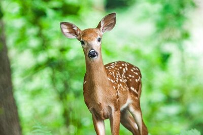 World Animal Day: Make a Change While Building Your Career in Animal Welfare