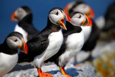 Puffin Stuff: Herring Rules Could Boost Funny-looking Bird