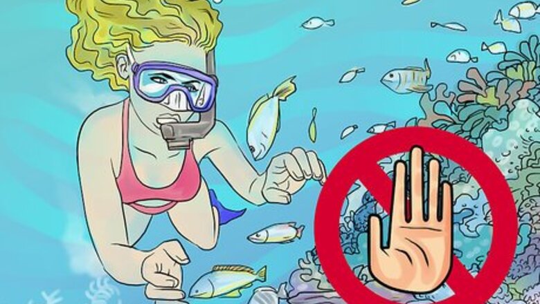How to Protect Coral Reefs when Snorkeling