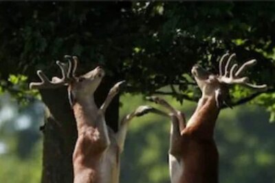 World Wildlife Day 2022: Theme, History and Significance