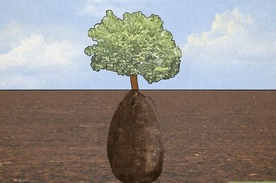 How to Be Buried as a Tree