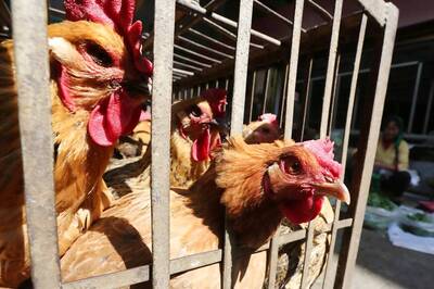 Saudi Arabia Temporarily Bans Poultry Imports From India Over Bird Flu