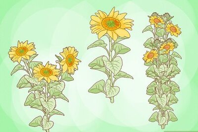 How to Care for Sunflowers