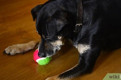 How to Help Teething Pups