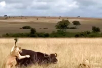 Video Of Heroic Buffalo Herd Rescuing One Of Their Own From Lion Ambush Goes Viral
