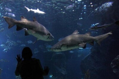 Uddhav Thackeray Wants a Bangkok-style Multi-level Aquarium for Tourists in Mumbai