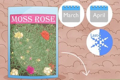 How to Grow Moss Rose