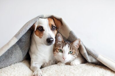 5 Common Winter Illnesses In Pets And How To Prevent Them