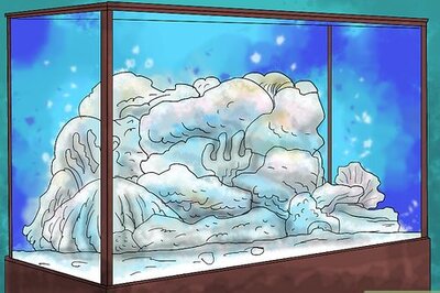 How to Breed Clownfish