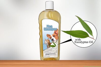 How to Get Rid of Fleas