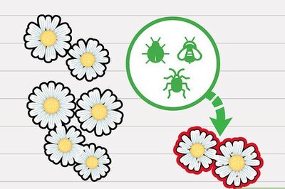 How to Dry Chamomile