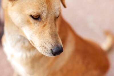 Centre Launches National Action Plan for Dog Mediated Rabies Elimination by 2030
