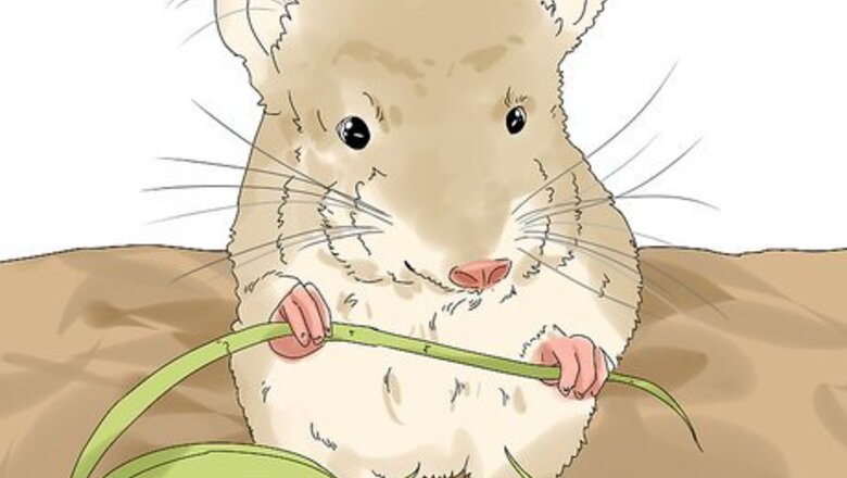 How to Prevent and Treat Overgrown Teeth in Chinchillas