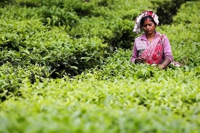 ITA Estimates Rs 2,100-cr Revenue Loss for Tea Industry in Assam, West Bengal During March-May