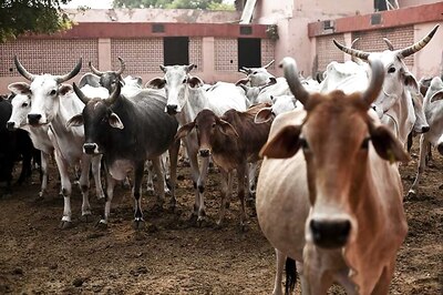 Two Held for Theft of Stray Cattle for Slaughter in Maharashtra's Thane District