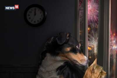 Diwali 2023: Tips to Keep Your Pets and Stray Animals Safe During the Festival of Lights