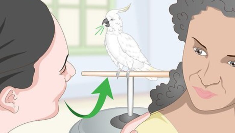 How to Choose a Cockatoo