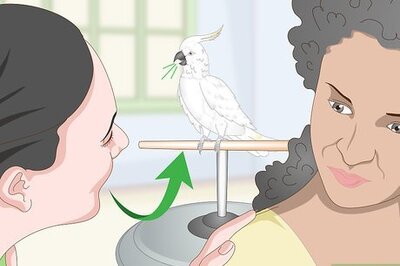 How to Choose a Cockatoo