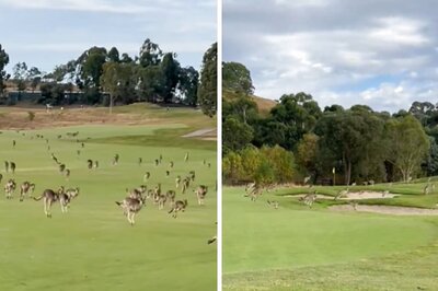 Ever Seen A Kangaroo Parade? This Video Is For You