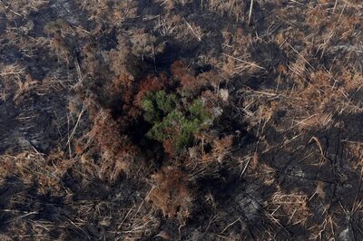 Over 10,000 Square Kilometres of Amazon Rainforests Cleared Till July 2019, Deforestation in Brazil at Decade High