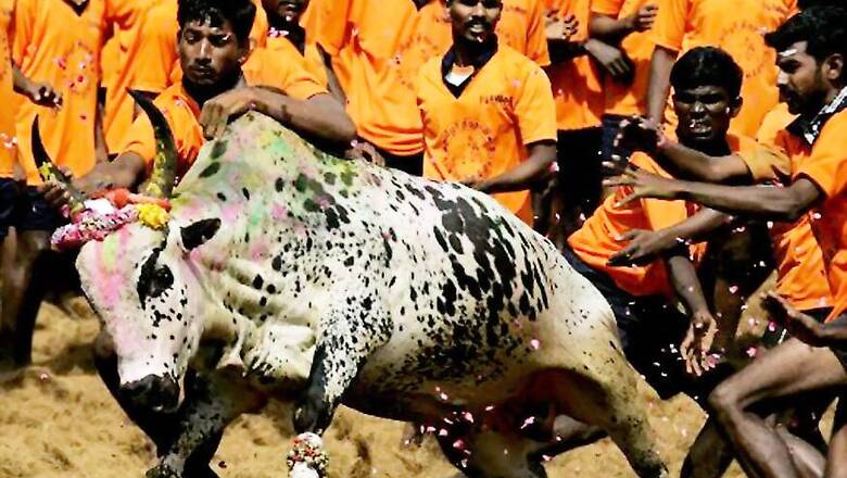 SC Ruling on Jallikattu Violated in Cuddalore