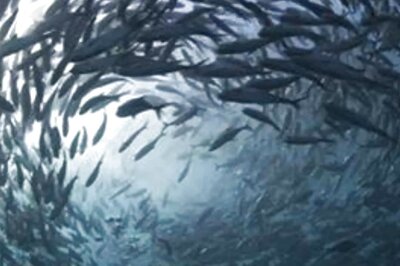 Investment of Rs 7,243 Crore Done Under Fishery Scheme PMMSY; Govt Launches Dashboard