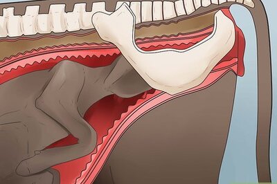 How to Tell if a Cow or Heifer Is About to Give Birth