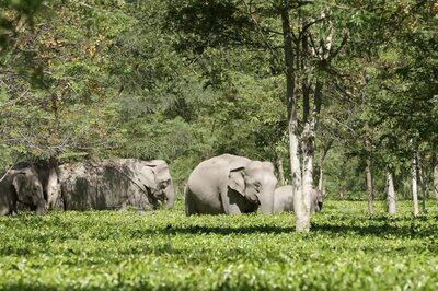 At This Special Tea Garden In Assam, Elephants Roam In Peace, Watch Them On HistoryTV18