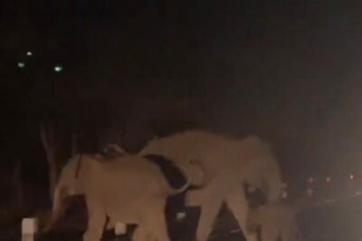 Trending: Ailing Elephant Reunited With Its Calf In This Emotional Video