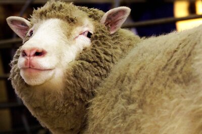 'Don't Have Many Animals to Produce It': Singapore Min Sheepishly Admits Woolly Thinking Over Cotton's Source