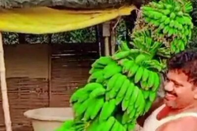 Bihar Farmer Grows 9-foot-long Banana Trees, Earns Rs 20 Lakh Annually