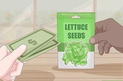 How to Grow Butter Lettuce