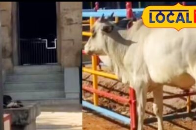 In Tamil Nadu, This Bull Visits Chellandi Amman Temple Daily And Worships The Goddess For Hours