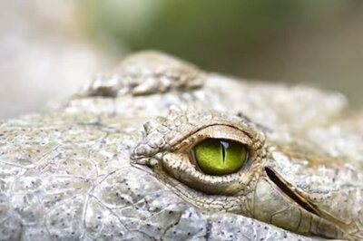 Giant Crocodile Threatening Australian Community Killed And Cooked In Traditional Feast