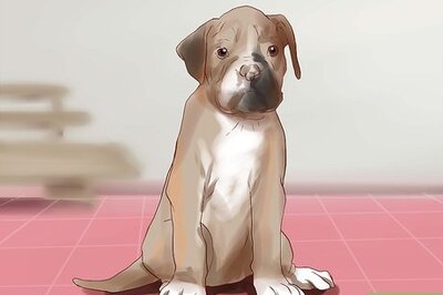How to Train a Boxer Puppy