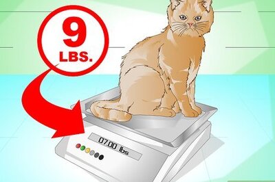 How to Put Weight on a Cat