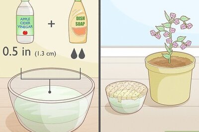 How to Kill Gnats in Houseplants Fast