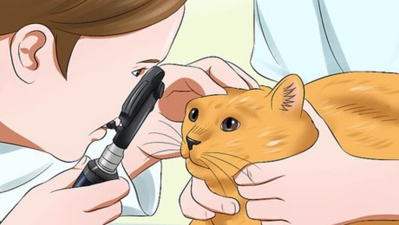 How to Treat Feline Cataracts