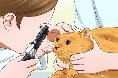 How to Treat Feline Cataracts