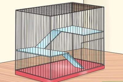 How to Keep Chinchillas Safe from other Pets