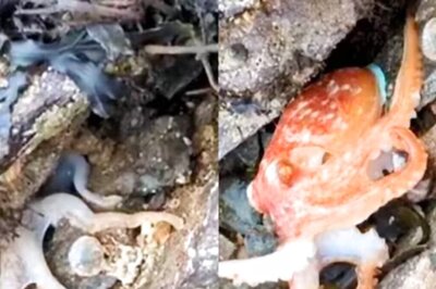 Watch: White Octopus Changes Colour To Bright Orange On North Wales Beach