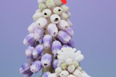 How to Change Your AirDrop Ringtone