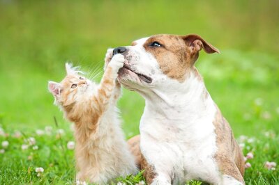 Cancer In Pets - 10 Symptoms That Should Not Be Ignored