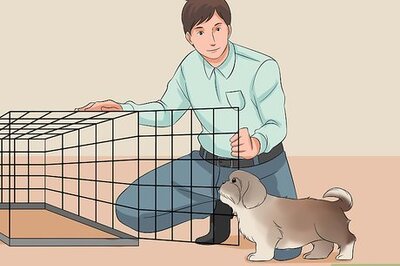 How to Train Your Shih Tzu