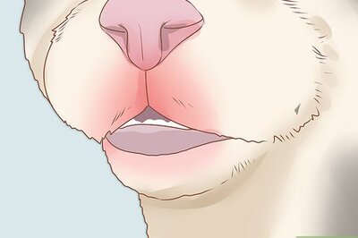 How to Diagnose and Treat Rodent Ulcers in Cats