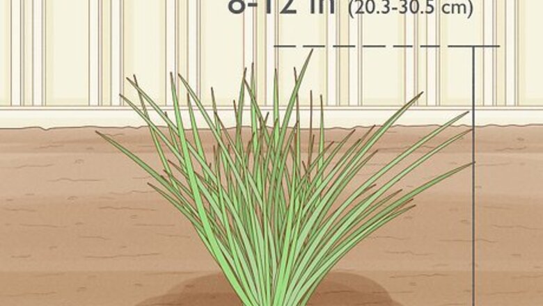 How to Grow Chives