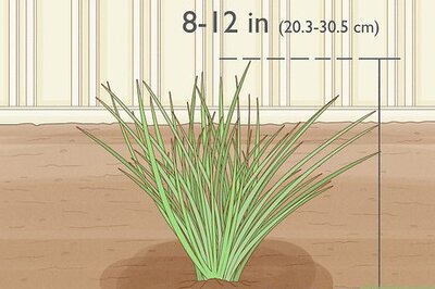 How to Grow Chives